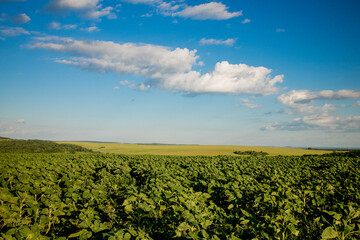 Green unbloomed sunflowers on a sunny blue sky day. Natural landscape. Field of sunflowers