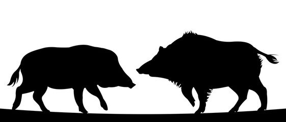 Wild boar rivals. Fight for territory. Animal in natural habitat. Wild pig illustration. Isolated on white background. Vector.