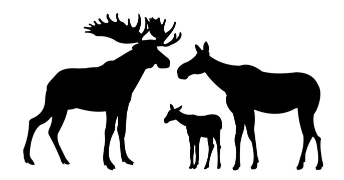 Family Elk male with large horns and with Moose female with cub Elk. Silhouette picture. Animals in wild. Isolated on white background. Vector.