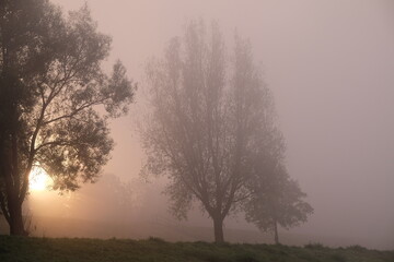 Obraz na płótnie Canvas misty morning in the woods