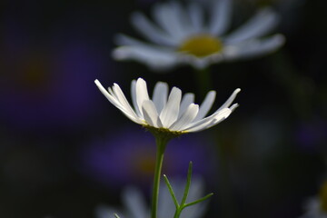Bl&uuml;hende Kamille (Matricaria) in der Herbstsonne