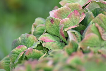 Hortensie Magical im Herbst