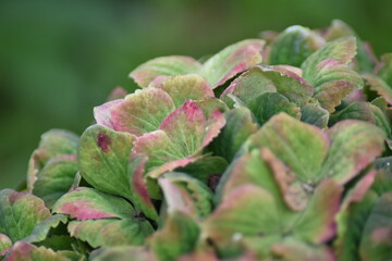 Hortensie Magical im Herbst