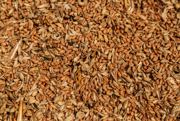 Uncleaned unsorted grain with debris after being harvested by a combine.