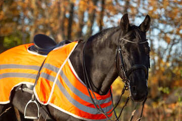 Obraz premium portrait of beautiful black dressage stallion dressed in training protection cover posing at sunny evening. autumn season