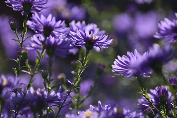 Blühende Herbstastern in der Herbstsonne