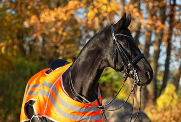 Obraz premium portrait of beautiful black dressage stallion dressed in training protection cover posing at sunny evening. autumn season