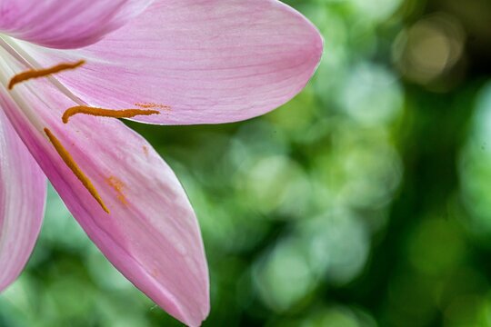 Closeup of the pink rain lily petals against the green blurred background