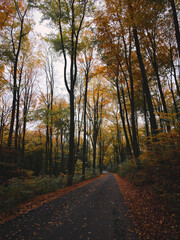 autumn in the forest