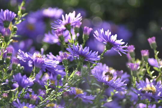 Bl&uuml;hende Herbstastern in der Herbstsonne