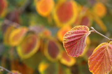 Zaubernuss Blätter- Hamamelis im Herbst