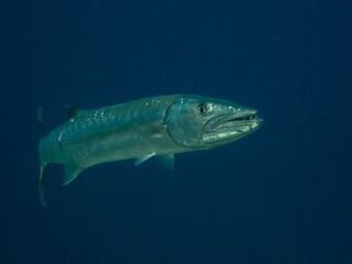 Baracuda in Egypt, Red sea
