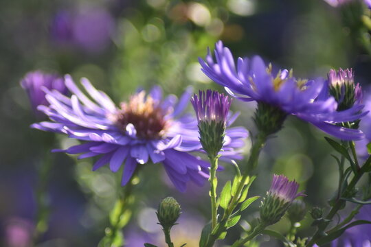 Bl&uuml;hende Herbstastern in der Herbstsonne