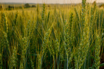Close up of green young ears of wheat. Ears of green barley. Future harvest