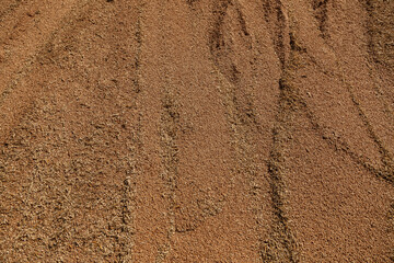 Uncleaned unsorted grain with debris after being harvested by a combine.