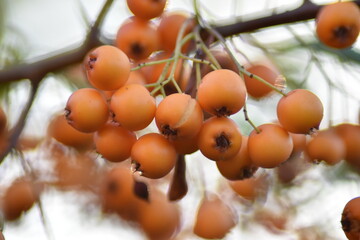 Feuerdorn 'Orange Charmer' - reife Früchte im Herbst