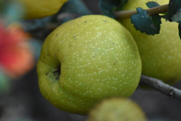 Reife Früchte einer Japanischen Zierquitte (Chaenomeles japonica)