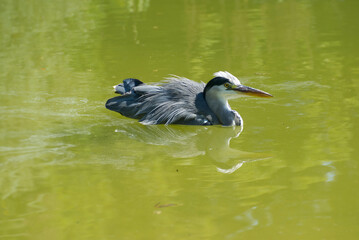 Grey Heron (Ardea cinerea) swimming in a pond on a hot summer day in Zurich, Switzerland