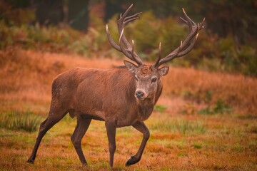 Large red stag with enormous antlers in the forest