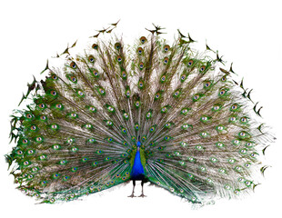 Obraz premium The Indian peafowl or blue peafowl dance display