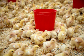 young yellow chicks industrial poultry breeding farm feeding time