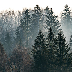 Gloomy foggy forest. Beautiful autumn nature. Mystical landscape. Tree tops.