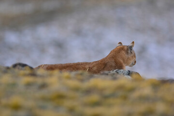 Puma walking in mountain environment, Torres del Paine National Park, Patagonia, Chile.