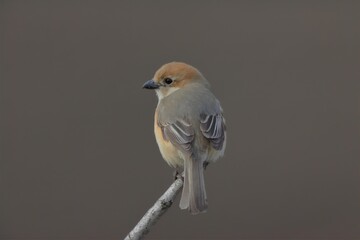モズ幼鳥