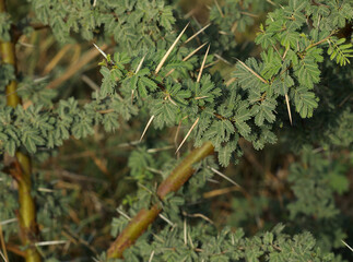 Gum arabic tree. Egyptian acacia. Thorn mimosa. Thorny acacia. Acacia nilotica. Vachellia nilotica. Babul tree. Green leaf of gum arabic. Amazing nature. Natural abstract background. 