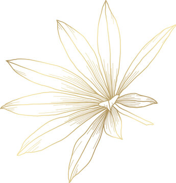 Luxury gold hand drawn floral element in line art style. Flowers and leaves 