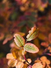Beautiful little autumn rosehip leaves. Close-up of colorful leaves. Place for text. Copy space. Wallpaper. design. Beautiful autumn macro.