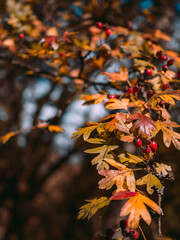 Close-up of an autumn hawthorn branch: red hawthorn berries and autumn small orange leaves. No people. Copy space. Vertical. Autumn on the tree