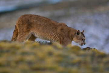 Puma walking in mountain environment, Torres del Paine National Park, Patagonia, Chile.