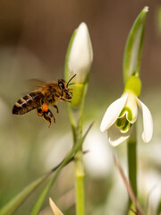 flying and sitting bee on snowdrop flower