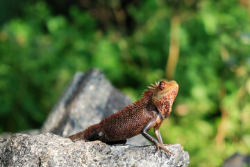 lizard on a rock