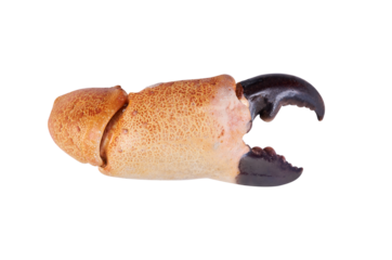 big stone crab claw isolated on white background
