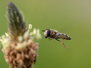 Hoverfly