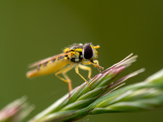 Hoverfly