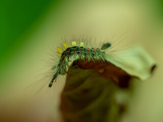 colorful caterpillar on leaf