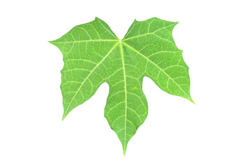 leaf isolated transparency background..