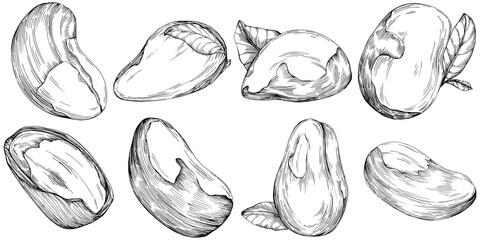 Brazilian nut or Brazil nut hand-drawn Vector Illustration isolated on background. Retro style farm product for restaurant menu, market label, logo, emblem, kitchen design. Decoration for packaging