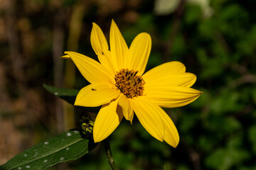 Obraz premium Yellow flower