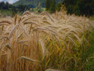 Gold wheat field and green hill. Roggenburg, Switzerland. Beauty world.
