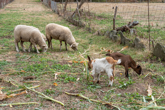 Goats and sheep grazing. Sarria, Lugo, Galicia, Spain.