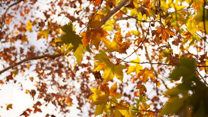 The beautiful autumn view with the colorful leaves on the tree in the city
