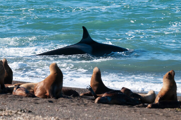 Fototapeta premium Killer whale hunting sea lions on the paragonian coast, Patagonia, Argentina