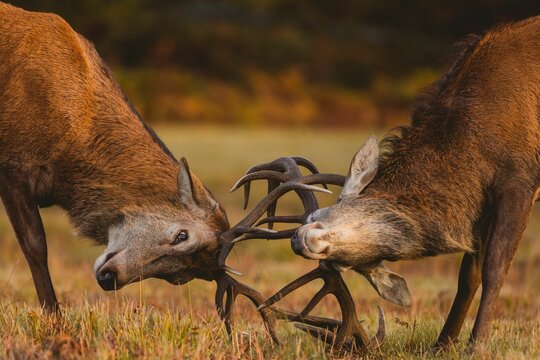 Majestic red stags with large antlers fight and lock antlers during the deer rut