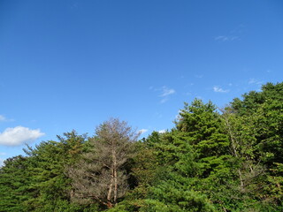 青空と松林