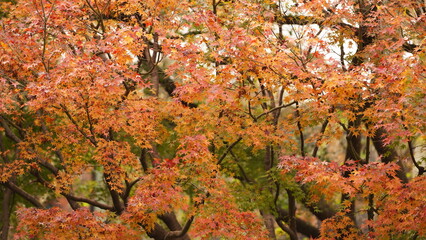 The beautiful autumn view with the colorful leaves on the tree in the city