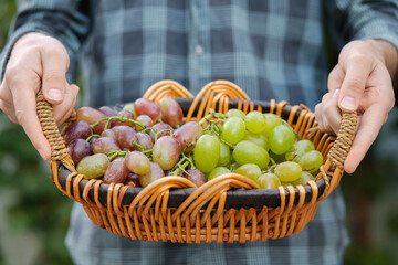 Man in a blue plaid shirt holding basket with grapes, close up.